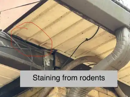 Alabama WIldlife Services Bat Removal